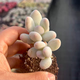 Graptophytum honey