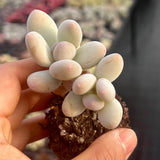 Graptophytum honey