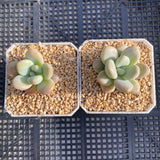 Graptosedum miul