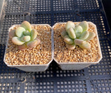 Graptosedum miul