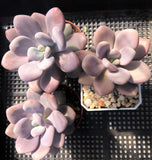 Graptopetalum 'custard'
