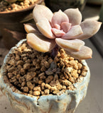 Graptoveria supurbum MELBOURNE SYDNEY ADELAIDE QUEENSLAND CANBERRA VICTORIA NSW QUEENSLAND SOUTH AUSTRALIA ACT SUCCULENT 多肉 墨尔本 维多利亚 澳洲 澳大利亚 悉尼 新南威尔士 阿德莱德 南澳 昆士兰 布里斯本 黄金海岸 多肉植物 堪培拉