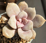 Graptoveria supurbum MELBOURNE SYDNEY ADELAIDE QUEENSLAND CANBERRA VICTORIA NSW QUEENSLAND SOUTH AUSTRALIA ACT SUCCULENT 多肉 墨尔本 维多利亚 澳洲 澳大利亚 悉尼 新南威尔士 阿德莱德 南澳 昆士兰 布里斯本 黄金海岸 多肉植物 堪培拉