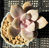 Graptoveria supurbum MELBOURNE SYDNEY ADELAIDE QUEENSLAND CANBERRA VICTORIA NSW QUEENSLAND SOUTH AUSTRALIA ACT SUCCULENT 多肉 墨尔本 维多利亚 澳洲 澳大利亚 悉尼 新南威尔士 阿德莱德 南澳 昆士兰 布里斯本 黄金海岸 多肉植物 堪培拉