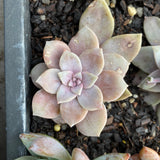 Graptoveria superbum