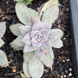 Graptoveria superbum