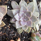 Graptoveria superbum