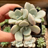 Graptoveria Margret rose