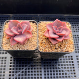 Graptoveria Mrs Richards Gypsy