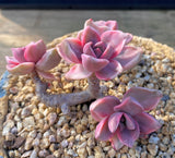 Graptoveria Mrs Richards Variegata