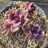 Graptoveria Mrs Richards Variegata