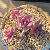 Graptoveria Mrs Richards Variegata