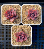 Graptoveria Mrs Richards Variegata