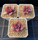 Graptoveria Mrs Richards Variegata