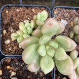 Graptoveria 'Avant-garde'
