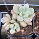 Graptoveria 'Avant-garde'
