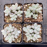 Pachyphytum orange snowball