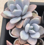 Graptoveria snow peach雪桃 Melbourne Australia