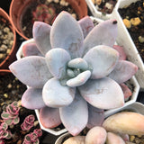 Graptoveria snow peach雪桃 Melbourne Australia
