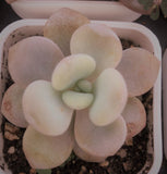 Graptoveria snow peach 实生圆叶雪桃 Melbourne Australia