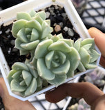 Graptoveria  titubans 白牡丹 Melbourne Australia