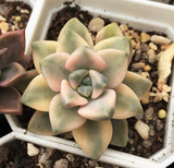 Graptopetalum paraguayense ssp. bernalense variegata  美杏锦 Melbourne Australia