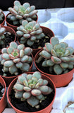 Graptoveria amethorum 'grape' S