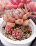 Graptoveria amethorum 'grape' S