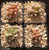 Graptoveria 'Avant-garde'