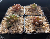 Graptoveria 'Avant-garde'