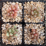 Graptoveria 'Avant-garde'