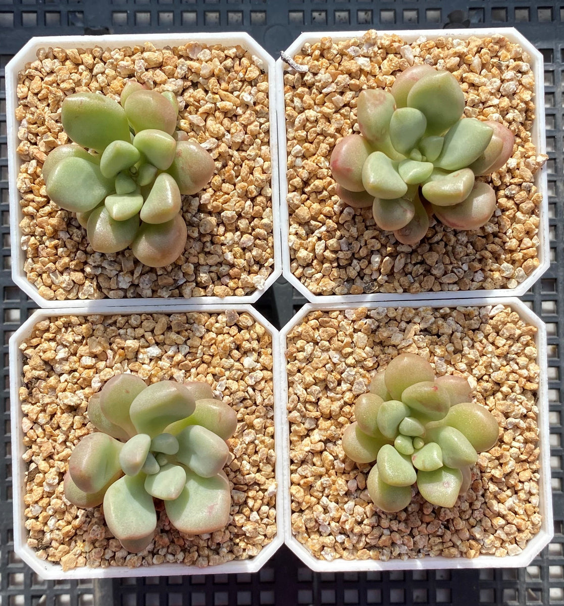 avant garde succulent Graptoveria 'Avant-garde' – RNT SUCCULENTS