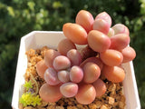 Graptoveria 'Avant-garde'