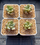 Graptoveria 'Avant-garde'
