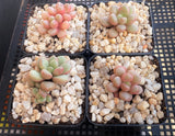 Graptoveria 'Avant-garde'