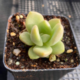 Graptoveria avocado cream