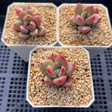 Graptoveria avocado cream