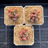 Graptoveria avocado cream