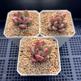 Graptoveria avocado cream