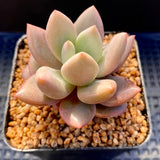 Graptoveria ruby donna