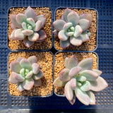 Graptoveria ruby donna