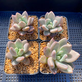 Graptoveria ruby donna