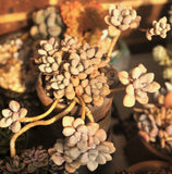 Graptopetalum 'Ellen' MELBOURNE SYDNEY ADELAIDE QUEENSLAND CANBERRA VICTORIA NSW QUEENSLAND SOUTH AUSTRALIA ACT SUCCULENT 多肉 墨尔本 维多利亚 澳洲 澳大利亚 悉尼 新南威尔士 阿德莱德 南澳 昆士兰 布里斯本 黄金海岸 多肉植物 堪培拉