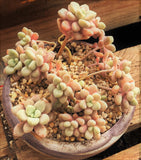 Graptopetalum 'Ellen' MELBOURNE SYDNEY ADELAIDE QUEENSLAND CANBERRA VICTORIA NSW QUEENSLAND SOUTH AUSTRALIA ACT SUCCULENT 多肉 墨尔本 维多利亚 澳洲 澳大利亚 悉尼 新南威尔士 阿德莱德 南澳 昆士兰 布里斯本 黄金海岸 多肉植物 堪培拉