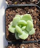 Graptoveria jade ruyi SMALL