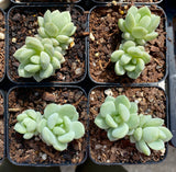 Graptoveria jade ruyi SMALL