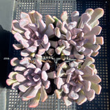 Graptoveria lilac spoons