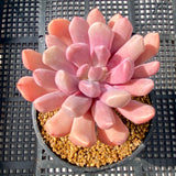 Graptoveria lilac spoons