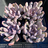 Graptoveria lilac spoons