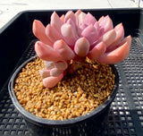 Graptoveria lilac spoons